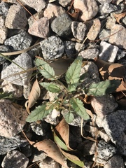 Chylismia claviformis