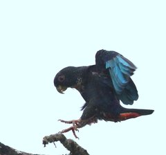 Pionus chalcopterus