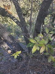 Quercus hypoleucoides