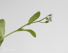 Myosotis arvensis