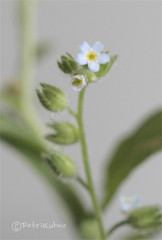 Myosotis arvensis