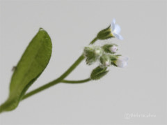 Myosotis arvensis