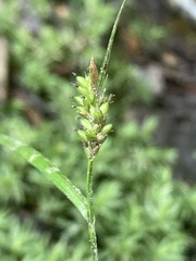 Carex pallescens