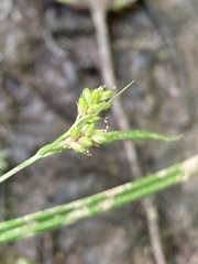 Carex pallescens