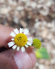 Podachaenium eminens