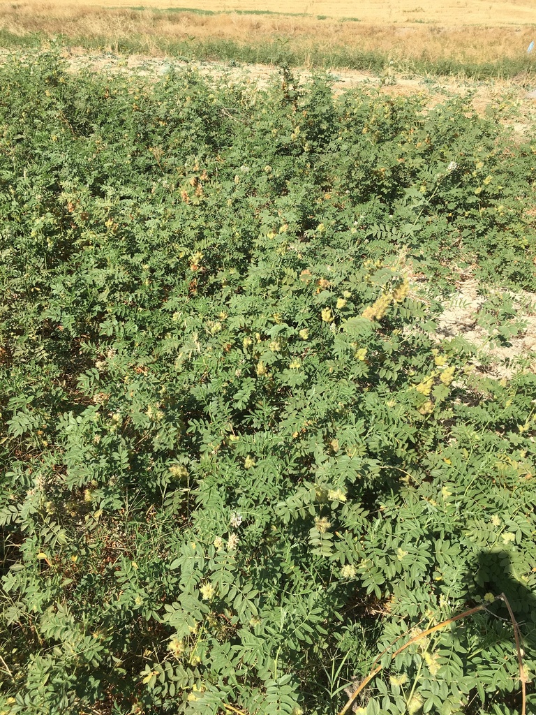 Glycyrrhiza foetida