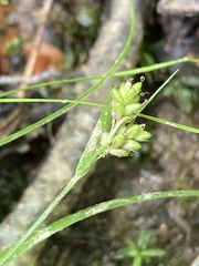 Carex pallescens