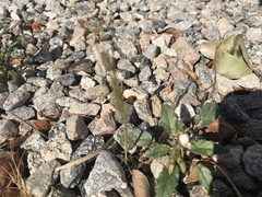 Chylismia claviformis