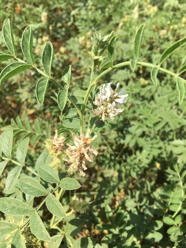 Glycyrrhiza foetida image