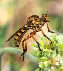 Callinicus pictitarsis