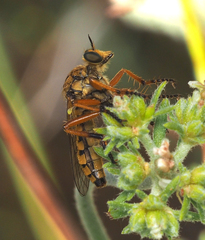 Callinicus pictitarsis