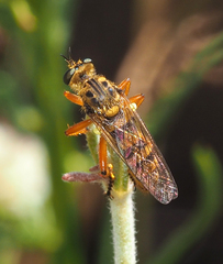 Callinicus pictitarsis