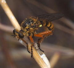 Callinicus pictitarsis
