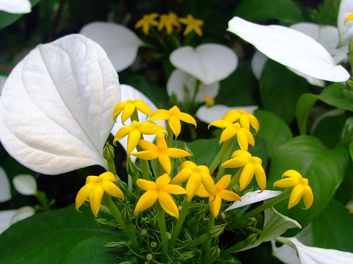 Mussaenda