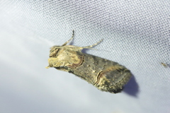 Abrostola tripartita
