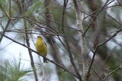 Setophaga palmarum hypochrysea