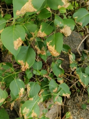 Gracillaria syringella