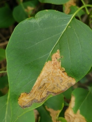 Gracillaria syringella