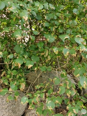 Gracillaria syringella