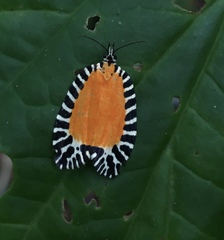 Pseudatteria volcanica