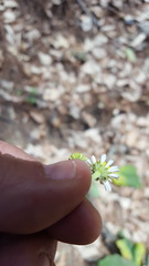 Podachaenium eminens