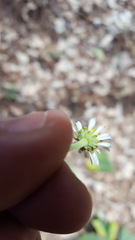 Podachaenium eminens