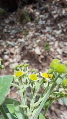 Podachaenium eminens