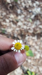 Podachaenium eminens