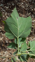 Podachaenium eminens