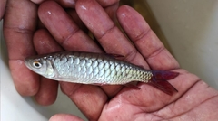 Pinktail Chalceus photo 3