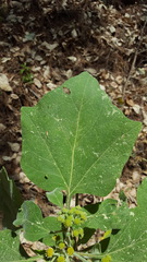 Podachaenium eminens