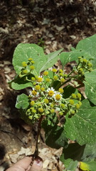 Podachaenium eminens