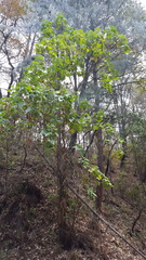 Podachaenium eminens