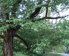 Torminalis glaberrima