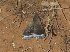 Coremagnatha orionalis