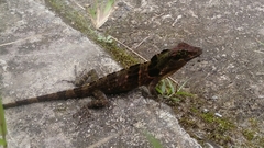 Anolis fraseri