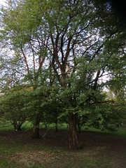 Torminalis glaberrima