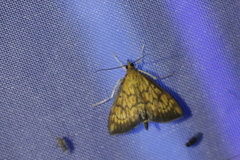 Ecpyrrhorrhoe rubiginalis