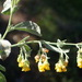 Hermannia holosericea - Photo (c) Nicola van Berkel,  זכויות יוצרים חלקיות (CC BY-SA), הועלה על ידי Nicola van Berkel