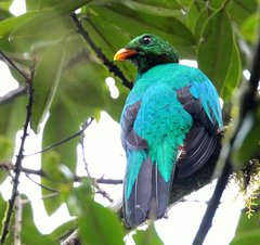 Pharomachrus auriceps