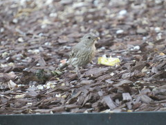 Haemorhous mexicanus