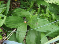 Cypripedium parviflorum