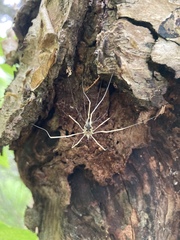 Mitopus morio