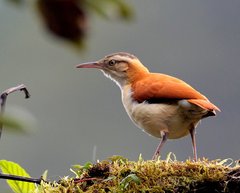 Furnarius leucopus cinnamomeus