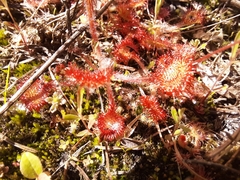 Drosera rotundifolia image