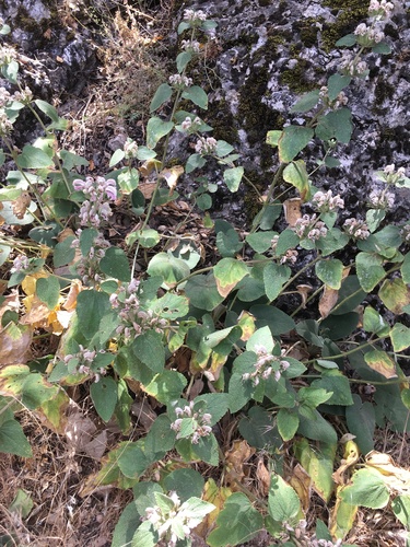 Phlomis bovei subsp. maroccana image