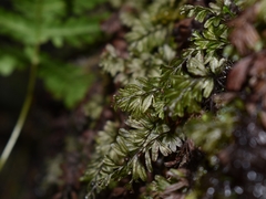 Hymenophyllum wilsonii