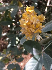 Argyrocytisus battandieri image