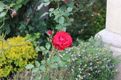 Rosa