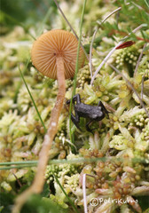 Galerina tibiicystis